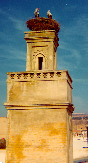 Feathered neighbors in Fez, Morocco